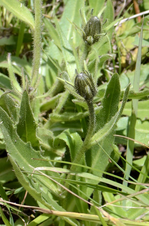 Schlagintweitia intybacea (=Hieracium intybaceum) / Sparviere vischioso